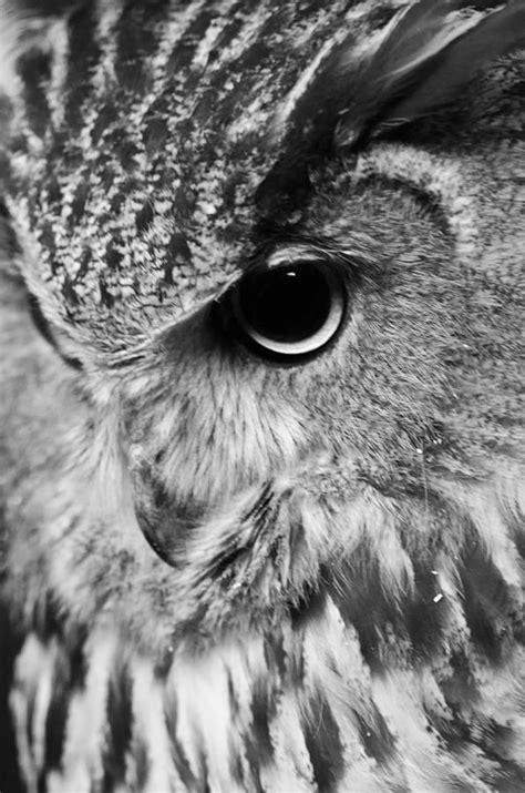 Eurasian Eagle Owl Photograph Eurasian Eagle Owl Fine Art Print