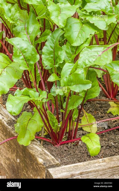 Red Ace Beets Growing In A Raised Bed Vegetable Garden In Issaquah