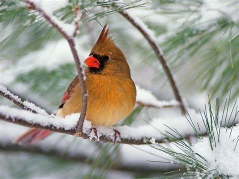 Birds Animals Nature Feathers Wings Cardinals Snow