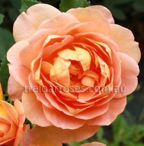 Shop Treloar Roses Premium Roses For Australian Gardens Rose