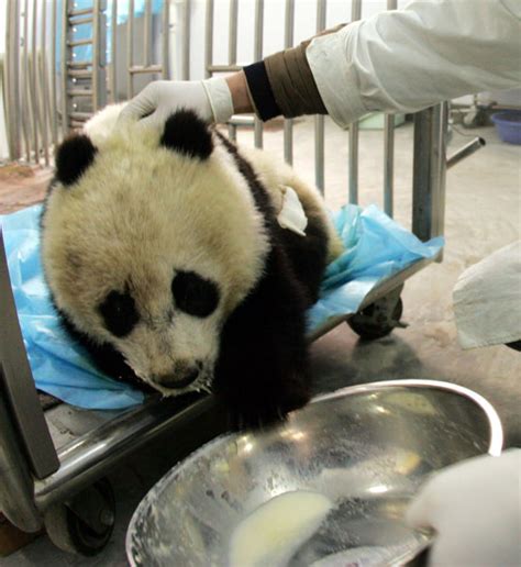 Distemper Blamed In Death Of Panda China Cn