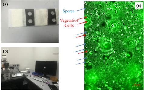 Procedure To Calculate The Spores And Vegetative Cells A Staining