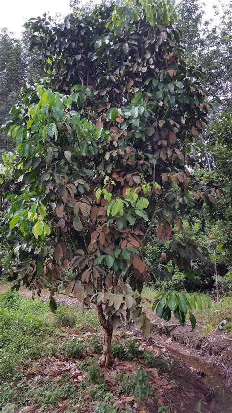 Cara menanam durian montong agar cepat berbuah. Warisan Petani: Anak Pokok Buah-buahan