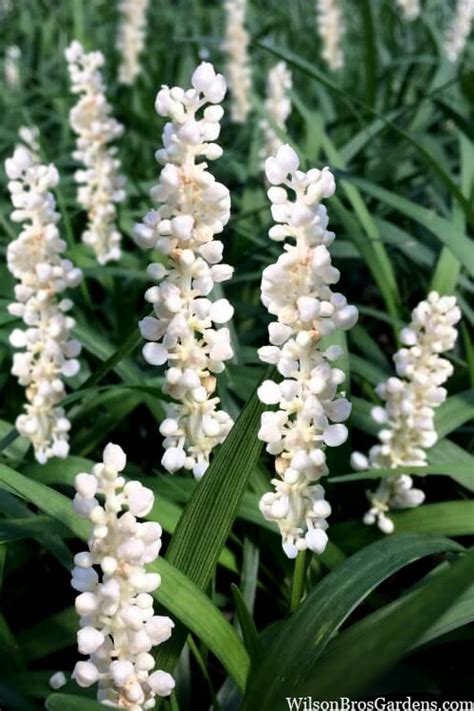Buy Monroes White Liriope Plants Free Shipping 18 Pack Of Pint Pots