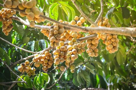Langsat Or Longkong Fruit On Tree Stock Image Image Of Asian Organic