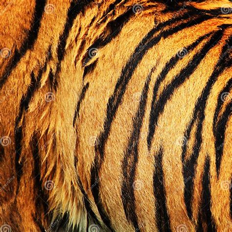 Tiger Fur Stock Image Image Of Asia Detail Hair Panthera 29299275