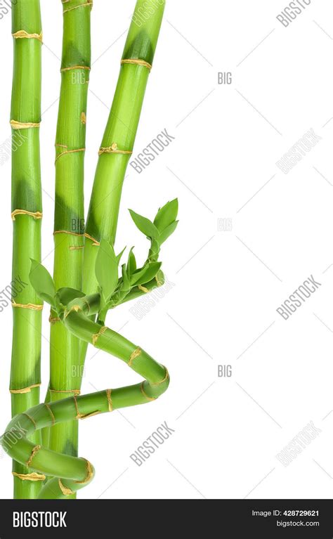 Green Bamboo Isolated Image And Photo Free Trial Bigstock