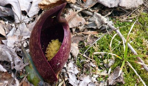 Check spelling or type a new query. The Little Known Secret of Skunk Cabbage (With images ...