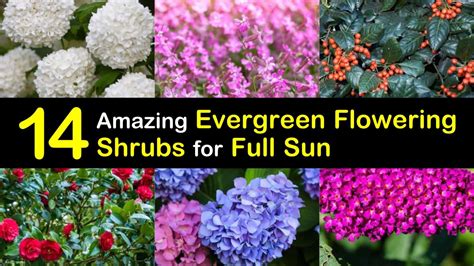 14 Amazing Evergreen Flowering Shrubs For Full Sun
