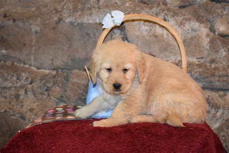 Emma Female Purebred Golden Retriever Puppy For Sale Butler Ohio Ac