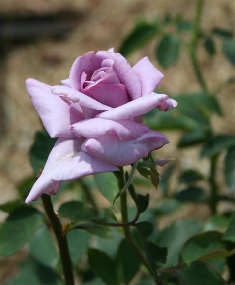 Garden Musings Buck Rose Blackspot Review