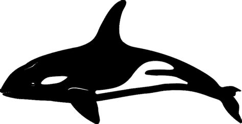 Killer Whale Png Transparent Image Download Size 862x444px