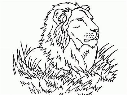 Coloring Pages Lions Lion Printable Popular