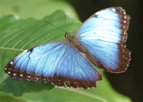フリー画像|節足動物|昆虫|蝶/チョウ|ブルーモルフォ|青い蝶|画像素材なら!無料・フリー写真素材のフリーフォト