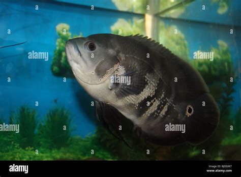 15 Popular Types Of Oscar Fish 58 Off Rbkbm