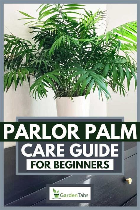 Parlor Palm Care Guide For Beginners Article By Garden