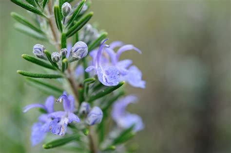 Herb Rosemary Tuscan Blue Organic Nongmo Heirloom