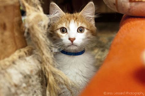 Cat adoption fee 85.00 (unless otherwise specified): I Photograph Rescue Cats At The Largest No-Kill Cat ...