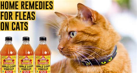 (4 key signs) cat fleas are quite small—in fact, they can grow only up to 1/8 of an inch. Home Remedies For Fleas On Cats - Remedies Lore