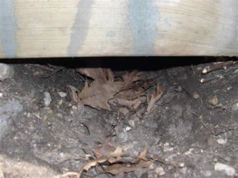 A tiny mole hill between the patio slabs is a sign. Animal damage to foundation | ABT Foundation Solutions, Inc.