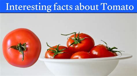 Interesting Facts About Tomato Facts About Youtube