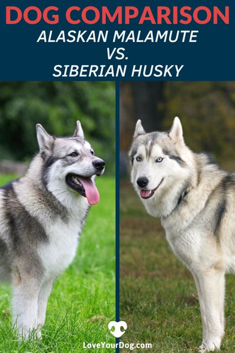 Comparing The Alaskan Malamute Vs The Siberian Husky When Considering