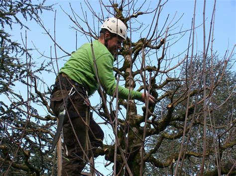 An diesen lassen sich bäume schneiden. Sträucher und Bäume schneiden - Stefan Marti Garten AG ...