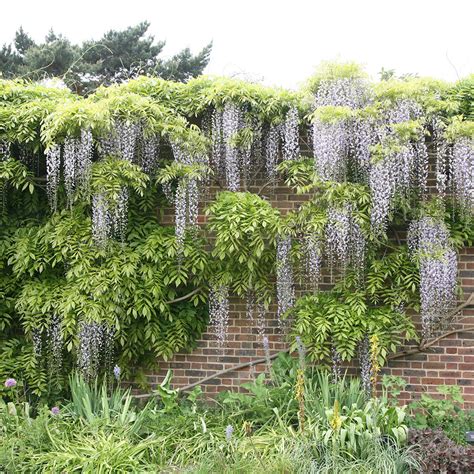 Buy White Japanese Wisteria Wisteria Floribunda Alba Delivery By