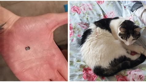 Cat Was Millimetres From Dying After Being Shot With A Pellet Gun