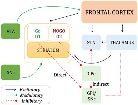 Schematic Of The Basal Ganglia Circuitry Striatal “go” Cells Project