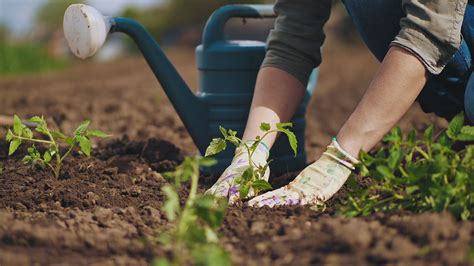 Benefits Of And Tips For Gardening In Houston Americas Er