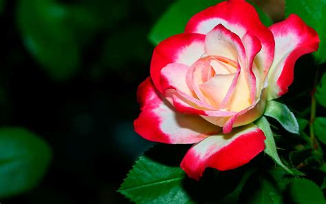 Quality Images of flowers Wallpapers, Wallpapers