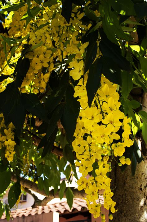 Arbol De Flor Amarilla Paraguay Fruit Flowers Flowering Trees Yellow