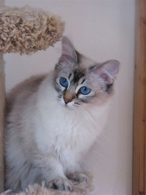 Our Lynx Point Balinese Belina Balinese Cat Cute Cats Cats And Kittens