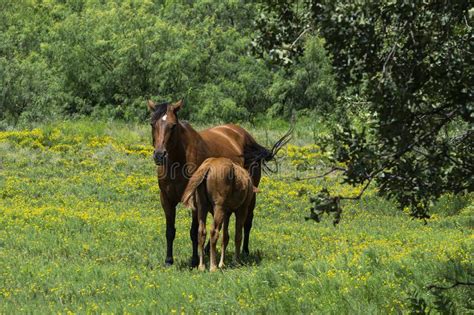 Mare Horse Nursing Foal In Field Of Yellow Flowers Stock Photo Image