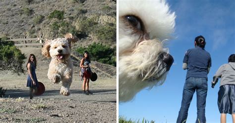 22 Perfectly Timed Photos That Turned Dogs Into Giants 3 Is Just Perfect