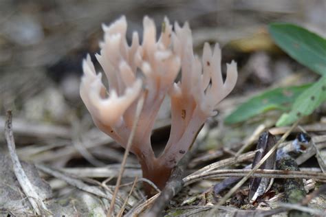 Crown Tipped Coral Mushroom Earths Natural Solutions