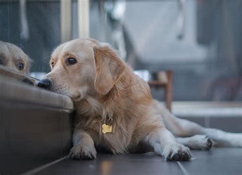 Dog Depression Signs Causes And Treatment Petmd