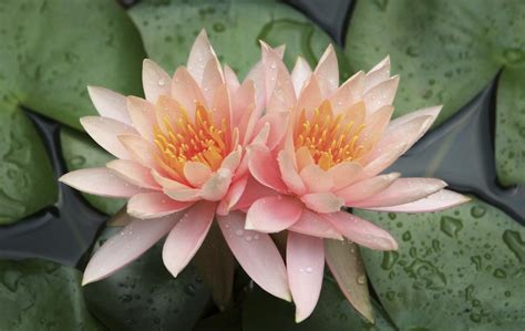Lotus Flower Meaning And Significance All Over The World