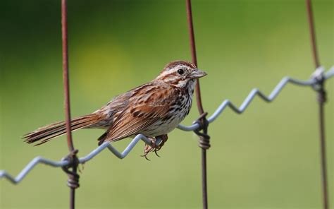 Sparrows Wallpapers Download Free Bird Images