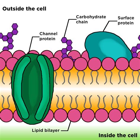 Cell Membrane — Structure And Function Expii
