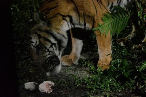 Tiger Feeding Time Picture Of Night Safari Singapore Tripadvisor
