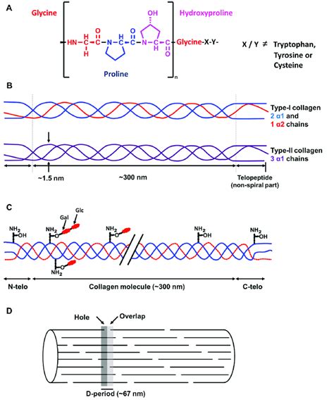 A The Most Common Repeating Sequence Present In Collagen Types I And