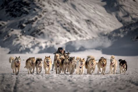 Hundeslæde Greenland Travel Dk