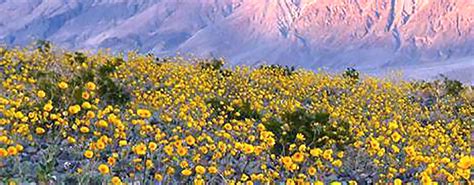 Find the perfect death valley spring stock photos and editorial news pictures from getty images. Death Valley springs to life with millions of flowers in ...