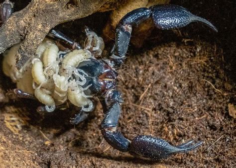 Fascinating Footage Shows Birth Of Largest Scorpions In World