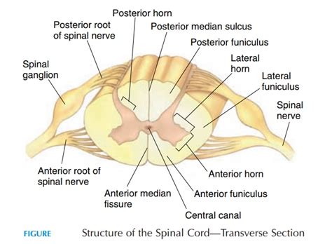 Anatomic Structure Of The Spinal Cord