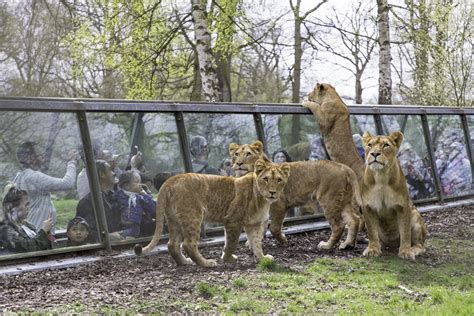 Le Zoosafari De Thoiry Suite Voyage Discovery