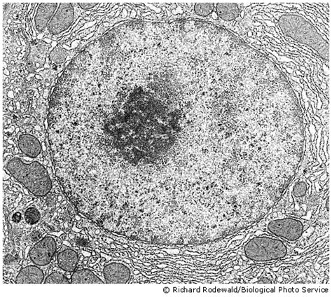 List 104 Pictures Where Is The Nucleoplasm In An Animal Cell Stunning