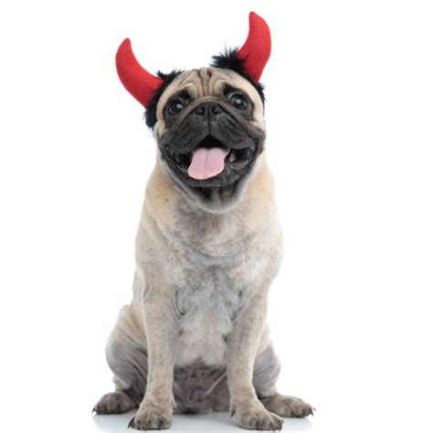80 Devil Pug Dog With Horns Stock Photos Pictures And Royalty Free